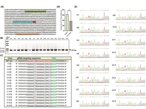 Figure 3. Screening of mutations in mice by genomic PCR and sequencing. (A) Sequences of Tyr gene target region in exon 1