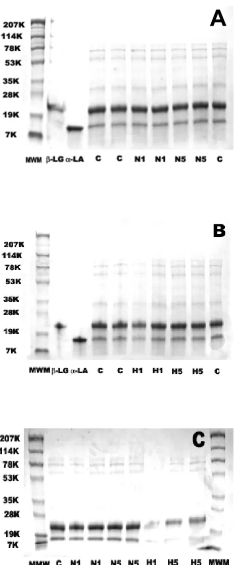 Figure 4.1 Effects of heating and microfluidization on extent of whey protein denaturation observed by reducing (A & B) and non-reducing (C) SDS-PAGE: Molecular weight standards (MWM); β-LG; α-LA; Control (C); Native, 1 pass (N1); Native, 5 passes (N5); De