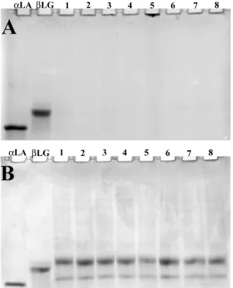 Figure 4.10 Non-reducing (A) and reducing (B) SDS-PAGE patterns of WP 