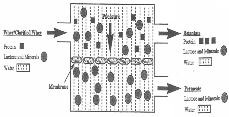 Figure 2.1 Principle of Ultrafiltration (Adapted from Fox and McSweeney, 2003) 
