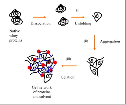 Figure 2.2 Physicochemical changes that take place during formation of viscoelastic gel network during heating of native whey proteins with simultaneous occurrence of steps (i), (ii) and (iii) (Based on Alting, 2003)
