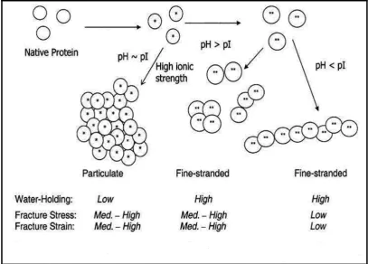 Figure 2.3 Model of globular protein gelation depicting changes from native 