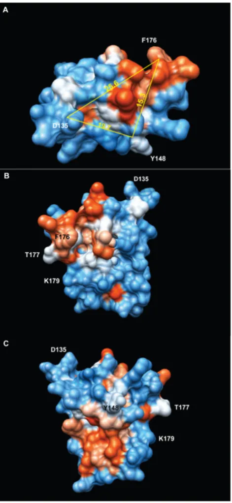Fig. 6. Depiction of the regions of CD9 EC2 involved in the inhibition of multinucleate giant cellformation.depicted from low (red) to high (blue)