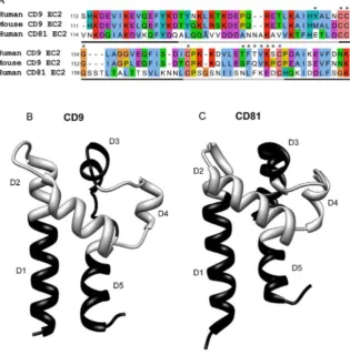 Fig. 1. Comparison of CD9 and CD81 sequences and structures. Fig. 1A: sequences for the largeregions exchanged in the production of the chimeras in alternating black and gray, as inJalView [visualised using the UCSF Chimera package, developed by the Resour