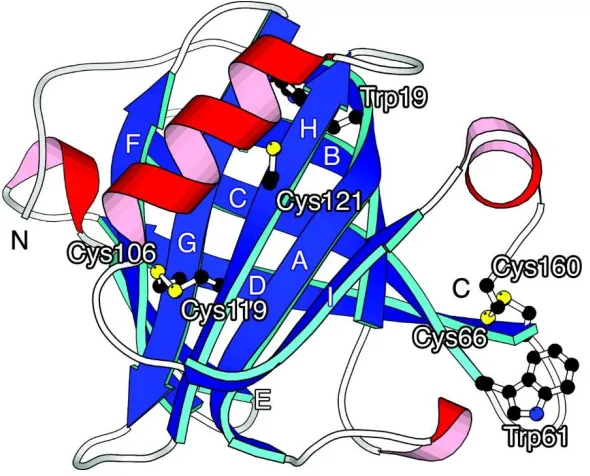 Figure 2.1 Structure of bovine β-Lg indicating disulphide bonds and thiol group (Yagi, Sakurai, Kalidas, Batt, & Goto, 2003) 