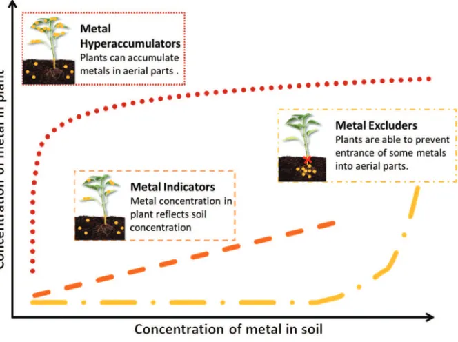 Figure 3 Three response strategies of plants to an increasing metal concentration in soil: hyperaccumulation (red line), metal indication (orange line) and exclusion (yellow line) [55].