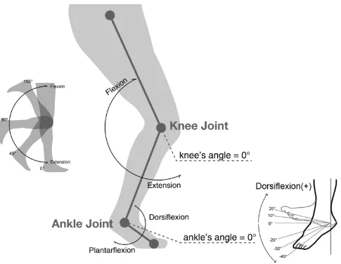 Figure 3 Deﬁnition of the knee and ankle joint angles.