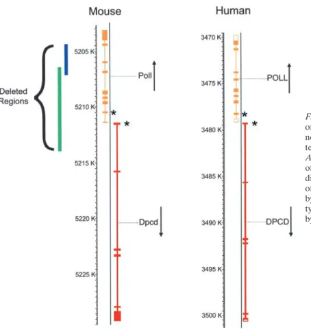 Figure 1. Diagram showing the chromosomal location of the DNA polymerase lambda gene (Poll) and the novel gene Dpcd on mouse chromosome 19