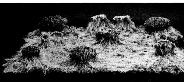 FIGURE 8. Invasion 