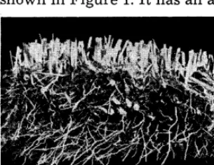 Figure 2 illustrates clumps of compacted and stem bases which 