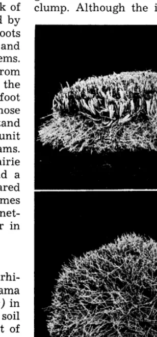 FIGURE 5. (Above) Sod formed by little bluestem includes stem bases and roots. (Below) Upturned sod showing abun- dance of fine roots