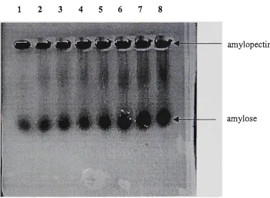 Figure 3.8 Electrophoresis of wheat starch solubilised in 0.125 M KOH at 60°C for 1, 