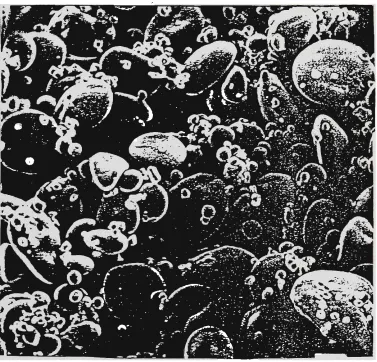 Figure 1.4 Scanning electron photomicrograph of isolated wheat starch granules (Lineback 