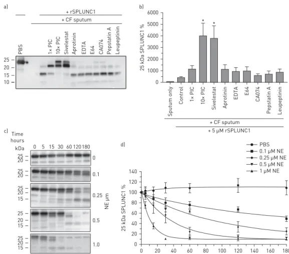 FIGURE 3 Sivelestat partially attenuates rSPLUNC1 degradation. a) Representative Western blot showing