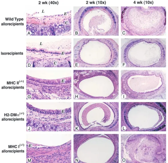 Figure 1. Histopathology of wild-