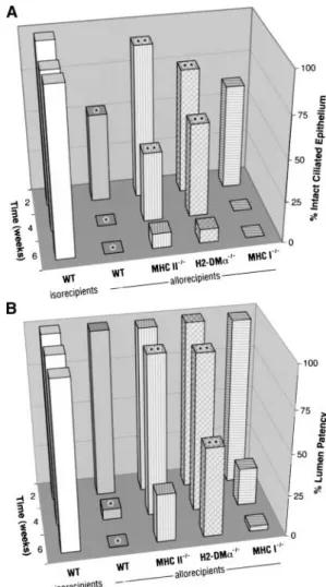 Figure 2. Airway rejection in wild-type (WT) grafts transplanted into