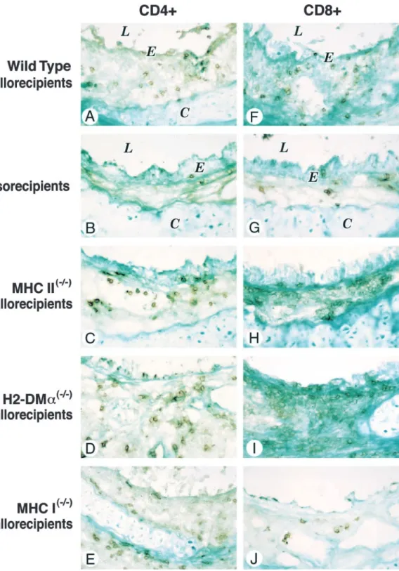 Figure 3. Immunohistochemical