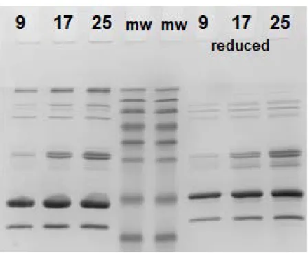 Figure 3.3: SDS PAGE of milk with three different solids concentrations. First three lines on the 