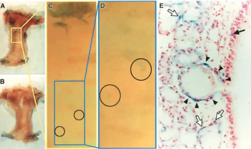 Figure 2. Keratin-rich cells in tracheal gland ducts. GSIB 4  lectin (A), keratin 14 (B), keratin 18 (C), and rabbit IgG control (D) staining of mouse upper trachea