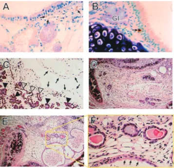 Figure 6. LRCs are not pulmonary neuroendocrine cells and gland remnants regenerate a surface-like epithelium
