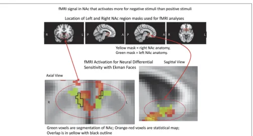 FIGURE 5 | fMRI Masks and Activation for Neural Differential Sensitivity(NDS). The region of interest mask used for the VS/NAc is shown above incolor with red circles, with the statistics for the subtraction of negative stimuli vs.positive stimuli in pseud