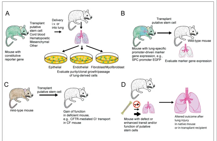 Fig. 1. - Functional approaches to determine the contribution of exogenous, circulating cells to the lung parenchyma