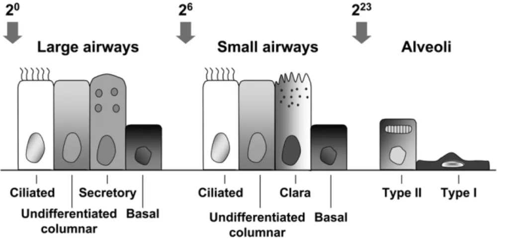 Figure 1. Major cell types of the lung epithe- epithe-lium. In the large airways (2 0 to 2 5 branches),