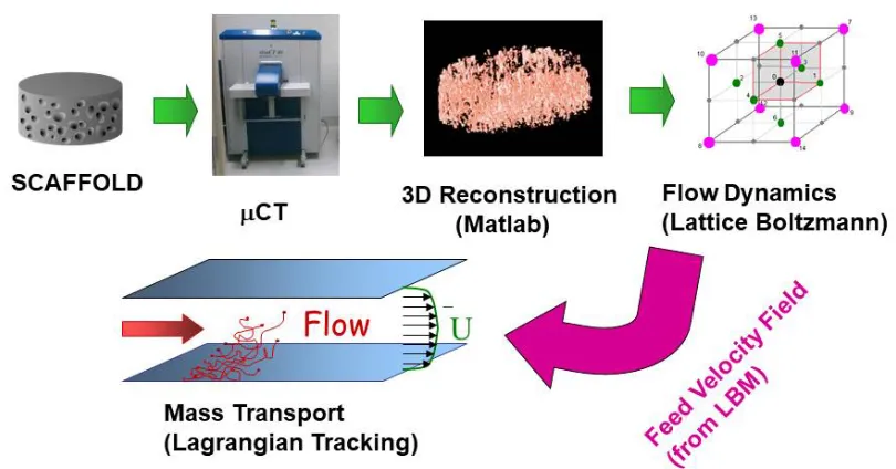 Figure 1 The image-based modeling methodology used in this work: scaffolds are scanned in 3D via high resolution CT, reconstructed in silico and the resulting geometries are used by the LBM and rLST solvers