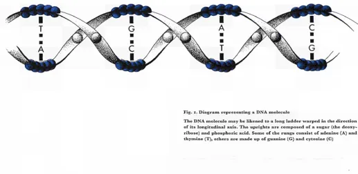 Fig. I. Diagram representing a DNA molecule 