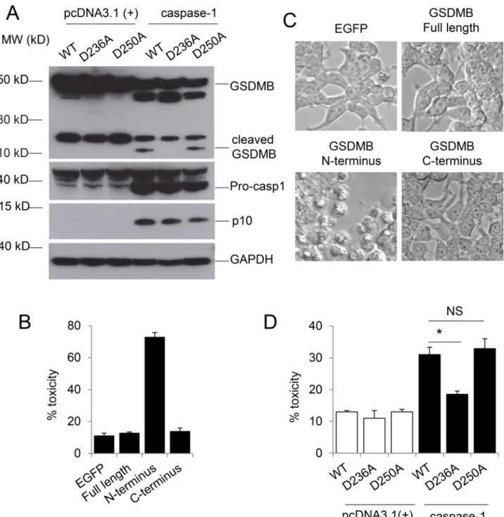 Figure 2. GSDMB is cleaved by caspase 1 to induce pyroptosis