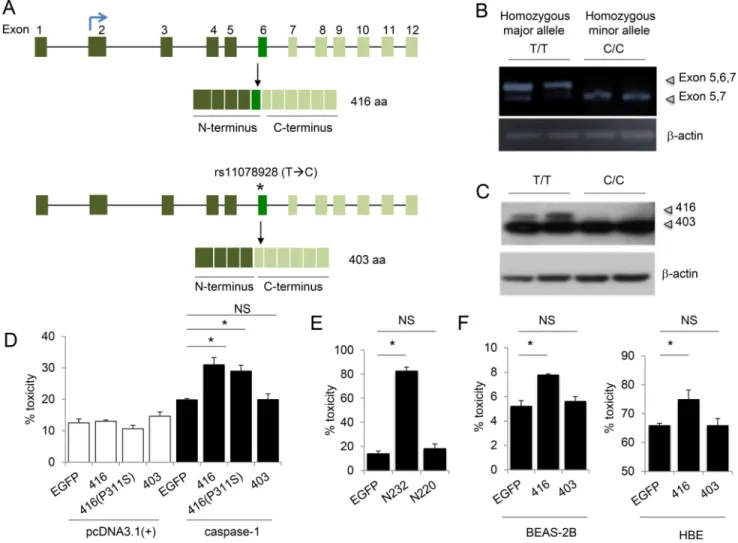 Figure 3. Splicing variant rs11078928 abolishes pyroptosis activity of GSDMB
