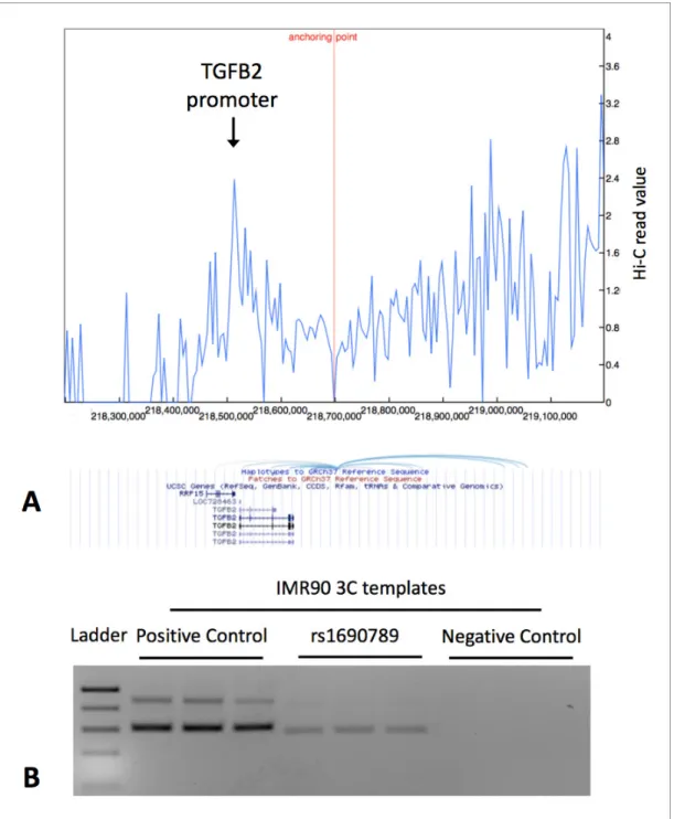 Figure 7. Publicly available chromatin conformation capture (4C) results in IMR90 cells show multiple peaks of interaction for the 10 kb region containing the context-specific regulatory element around rs1690789 (Panel A – blue spikes in top figure indicat