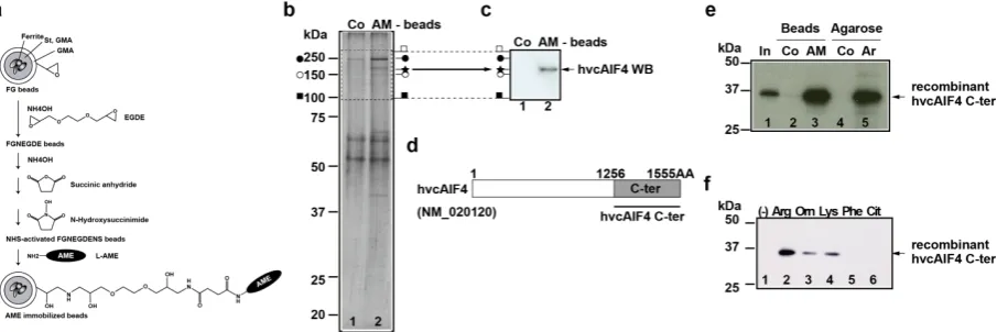 Figure 1. Purification and identification of hvcAIF4 from HUVEC extracts. (a) Preparation of AME-immobilized beads; (b) In vitro(Co), arginine-immobilized agarose (Ar) or control agarose (Co), and bound protein was recovered by arginine-elution