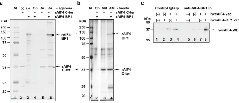 Figure 2. Purification and identification of AIF4-BP1. (a) Purification of hvcAIF4-BP1