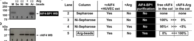 Figure 4. Arg-beads technology is the best way to purify arginine target factors complex
