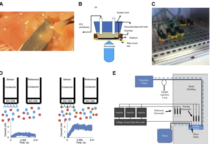 Fig. 1. Materials and methods. A: isolation of cells ex vivo from a human bronchus using a submucosal normal saline blister, followed by culture and growth on human fibronectin cellware slides