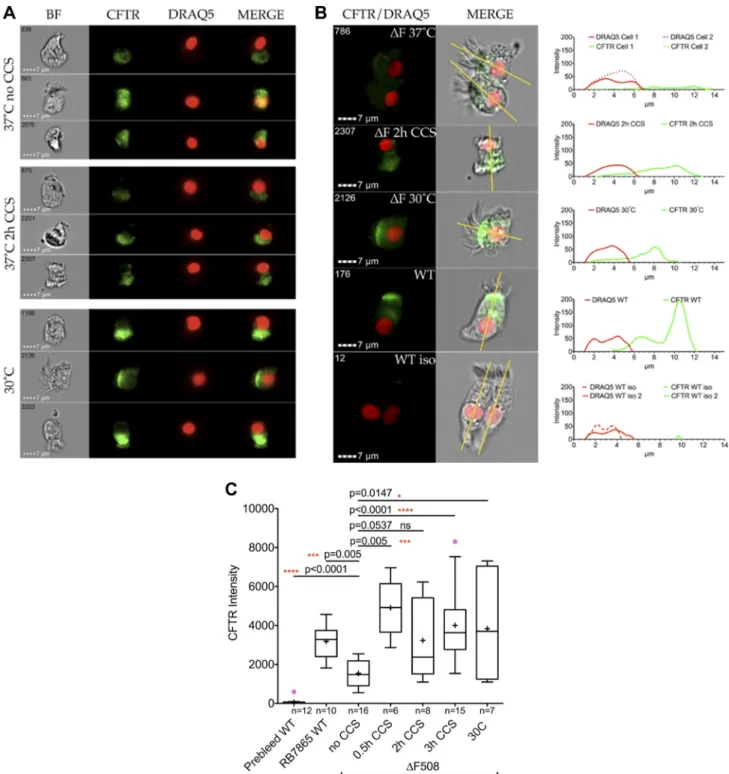 Fig. 4. Imaging flow cytometry analysis of human bronchial epithelial cells stained with anti- CFTR and DRAQ5