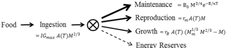 Fig. A.1. Structure of the energy budget model for adults, with the thickness of solid arrows indicating priorities