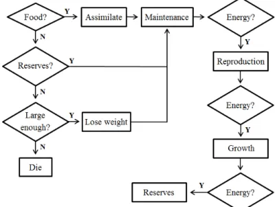 Fig. 2. Partial energy flow diagram of A. caliginosa adults, showing the processes (rectangles) each individual 