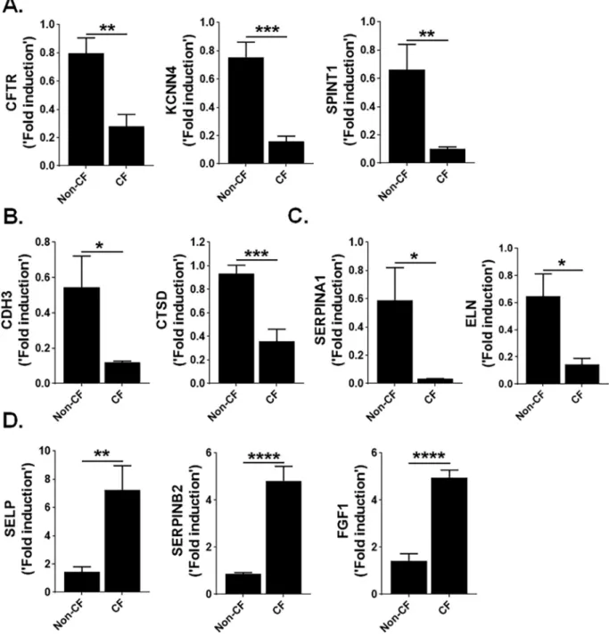 Fig.  4. CF ﬁbrocytes show dysregulated transcriptome. (A) Quantiﬁcation of genes CFTR, KCNN4 and SPINT1 in ﬁbrocytes isolated from non-CF and CF patient lungs using RT-PCR