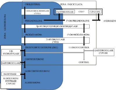 Figure 2. Biosynthetic pathway to aldosterone. 