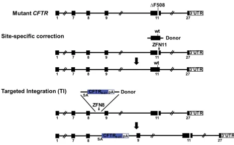 Figure 1. Site-Specific Editing of CF Airway Basal Cells