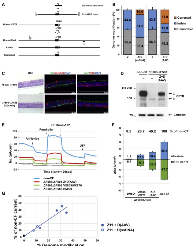 Figure 2. Sequence-Specific DF508 Correction with Restoration of Mature CFTR Protein Expression and Function