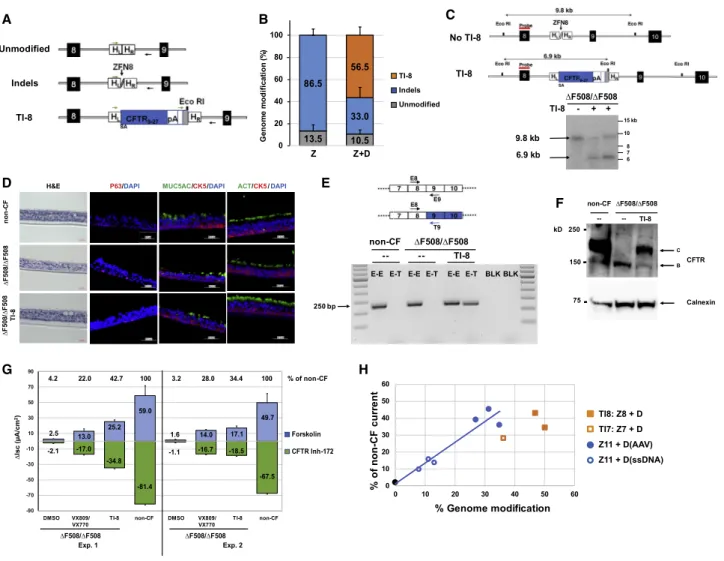 Figure 3. Efficient SA-CFTR 9-27 -pA TI into CFTR Intron 8 of DF508/DF508 Airway Basal Cells