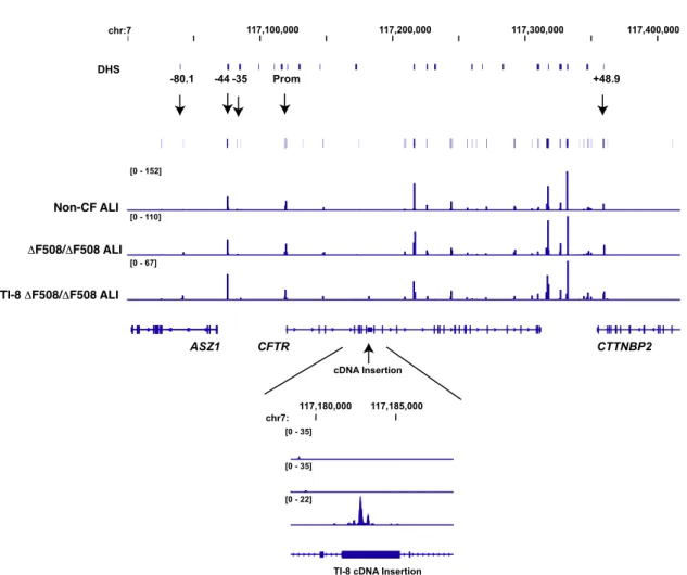 Figure 4. Targeted Integration of a Partial cDNA at CFTR Intron 8 Does Not Disrupt the Open Chromatin Profile of the DF508/DF508 CFTR Locus Integrative Genomics Viewer (IGV) browser graphics of CFTR TAD regions showing Omni-ATAC profiles of non-CF, DF508/D
