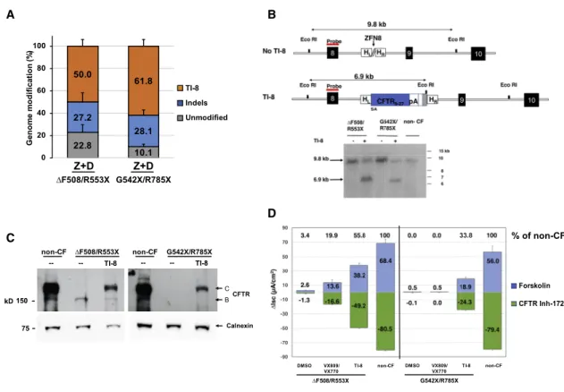 Figure 5. Efficient TI-8 Correction in CF Airway Basal Cells Carrying CFTR PTC Mutations