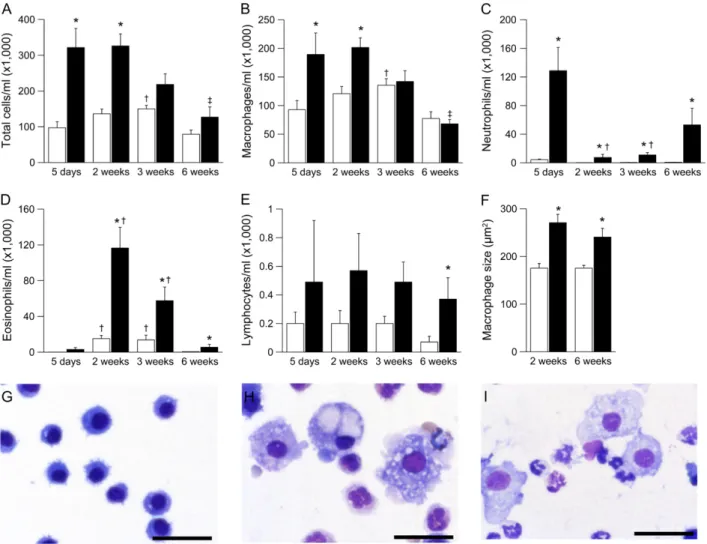 Figure 6. Development of airway inflammation in b-epithelial Na 1 channel (bENaC)-overexpressing mice