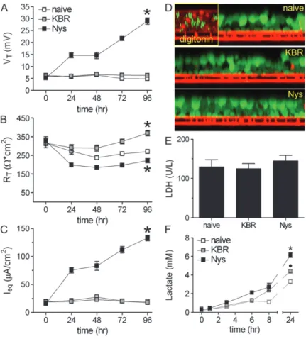 Figure 5. Chronic mucosal Nys treatment promotes sustained Na 1 hyperabsorption in airway epithelial cells in the absence of cell toxicity