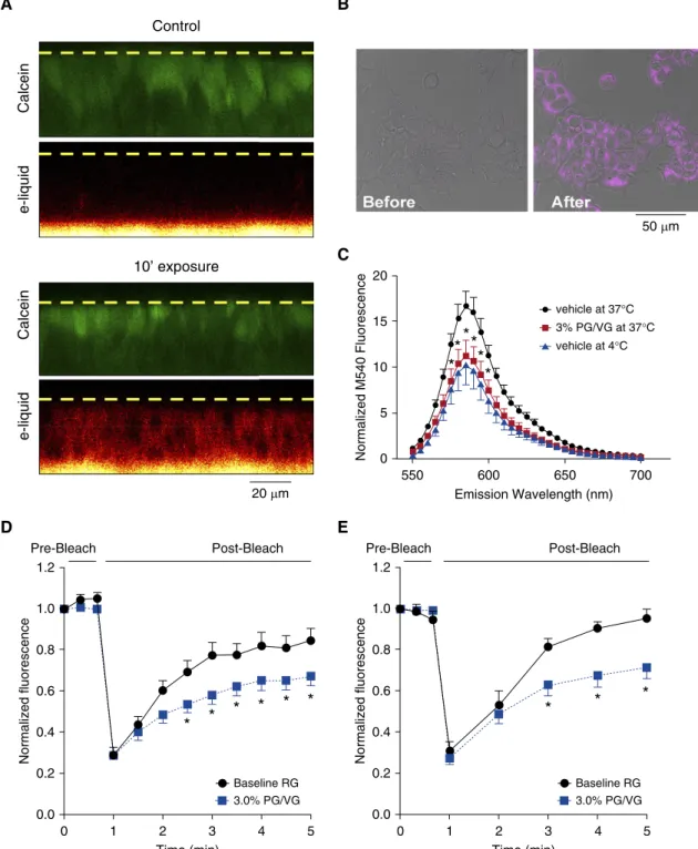 Figure 5. PG/VG affects membrane fluidity and protein diffusion. (A) Confocal micrographs (x–z plane) of human bronchial epithelial cultures (HBECs) stained with calcein (green) and Pixie Dust e-liquid excited at 405 nm (red)