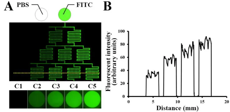 Figure 2. Concentration gradient of FITC in the μFSCD with a CGG. (A) Fluorescent image of FITC in the channels and concave microwells (C1–C5) 16 h after injection of PBS and FITC into the left and right inlets; (B) Fluorescent intensities of channels as a function of distance (yellow dotted line)  